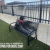 A black dog in a red harness sits on a Standard Park Bench - Thermo-Plastic Coated 6' Companion Bench w/ Back beside a fence in a grassy outdoor area. "Play & Agility powered by GymsForDogs.com" appears in the bottom left corner.